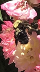 Xylocopa tabaniformis