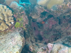 Centropyge loriculus