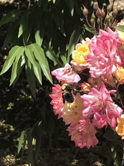 Xylocopa tabaniformis