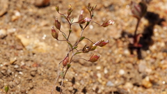 Nemacladus breviflorus