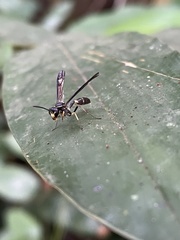 Polybioides melainus