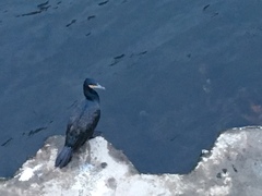 Phalacrocorax carbo
