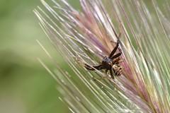 Xysticus kochi