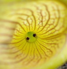 Exyra semicrocea