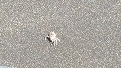 Ocypode gaudichaudii