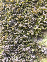 Prasiola borealis