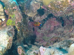 Centropyge loriculus