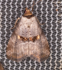 Hyperstrotia flaviguttata