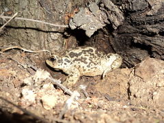Rhinella arunco