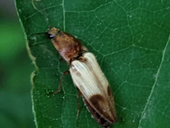 Stropenron hamata