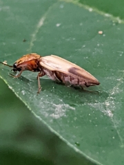 Stropenron hamata