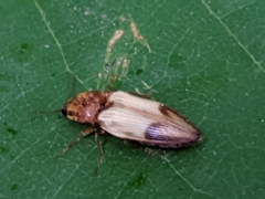 Stropenron hamata