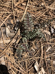 Pedicularis semibarbata charlestonensis