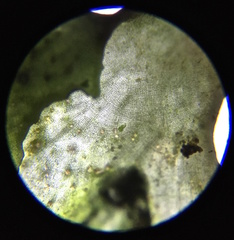 Prasiola borealis