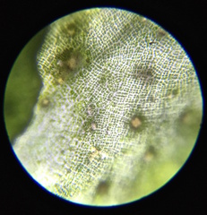 Prasiola borealis
