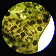 Prasiola borealis