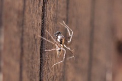 Oxyopes tridens