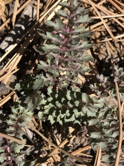 Pedicularis semibarbata charlestonensis
