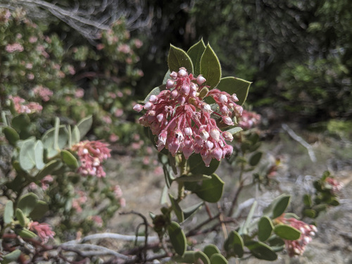 iNaturalist observation photo of Pringle's manzanita