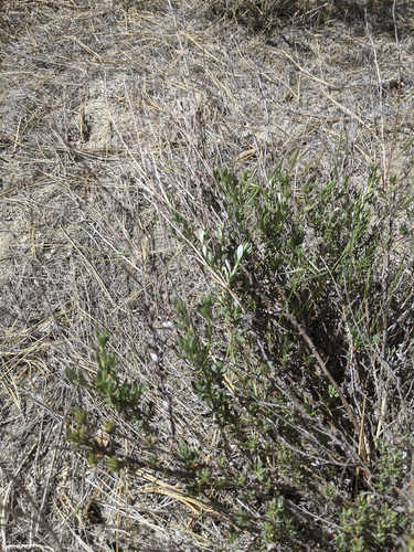iNaturalist observation photo of ringed-stem bastard-sage