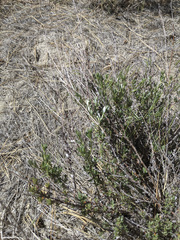 Eriogonum wrightii membranaceum