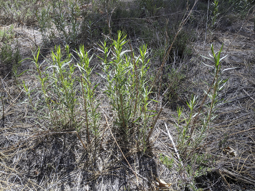 iNaturalist observation photo of Tarragon
