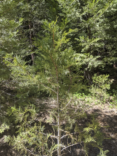 iNaturalist observation photo of California incense-cedar