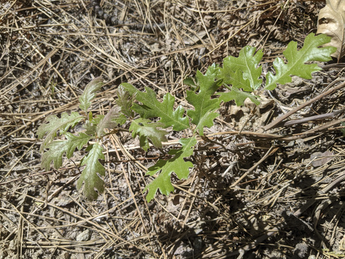 iNaturalist observation photo of California black oak