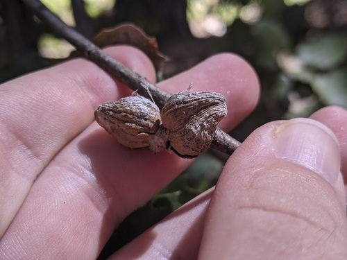 iNaturalist observation photo of Heteroecus