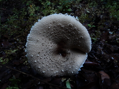 Macrolepiota bonaerensis