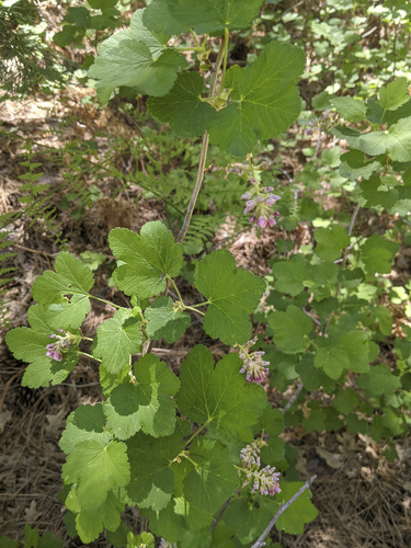 iNaturalist observation photo of mountain pink currant