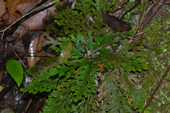 Selaginella novoleonensis