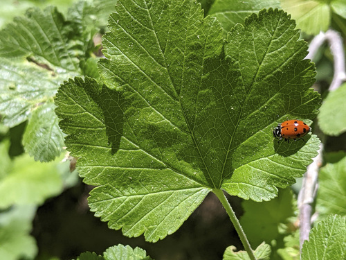 iNaturalist observation photo of Convergent Lady Beetle