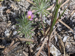 Leptosiphon ciliatus
