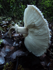 Macrolepiota bonaerensis