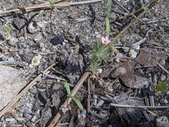 Leptosiphon ciliatus