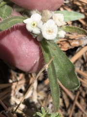 Oreocarya suffruticosa setosa