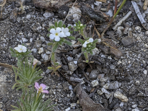 iNaturalist observation photo of Mountain Red-root Cryptantha