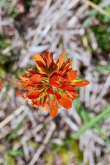 Castilleja coccinea