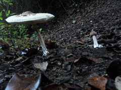 Macrolepiota bonaerensis