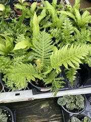 Blechnum gibbum