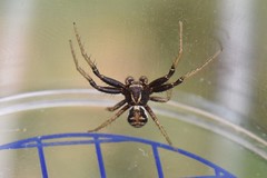 Xysticus kochi