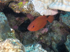 Priacanthidae