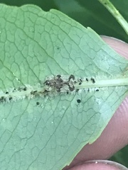 Corythucha associata