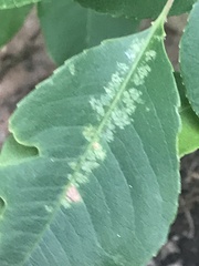 Corythucha associata