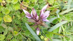 Gentianella rapunculoides