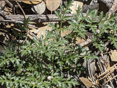 Tauschia parishii