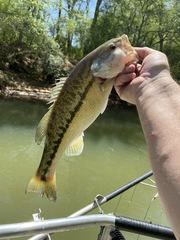 Micropterus henshalli