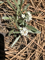 Oreocarya suffruticosa setosa