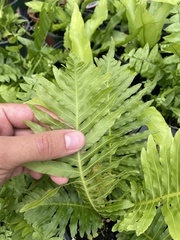 Blechnum gibbum